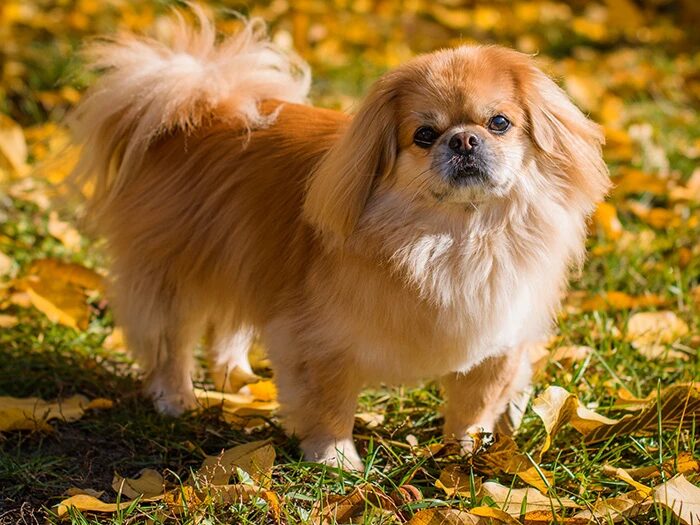 Pekingese (Pekinez) köpeği hakkında tüm detaylar: karakter özellikleri, yaşam süresi, bakımı, beslenme önerileri ve Google’da en çok sorulan soruların cevapları.