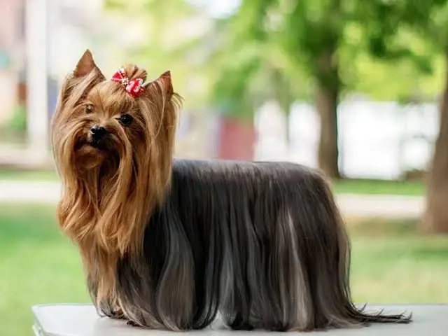 Yorkshire Terrier hakkında tüm detaylar: karakter özellikleri, yaşam süresi, bakımı, beslenme önerileri ve Google’da en çok sorulan soruların cevapları.