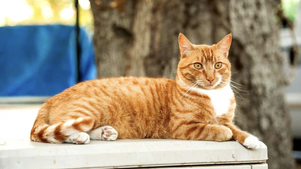Sarman kedi, turuncu tekir olarak bilinen en sevimli evcil kedilerden biridir. Karakter özellikleri, yaşam süresi, beslenme önerileri ve en çok sorulan sorular bu sayfada.